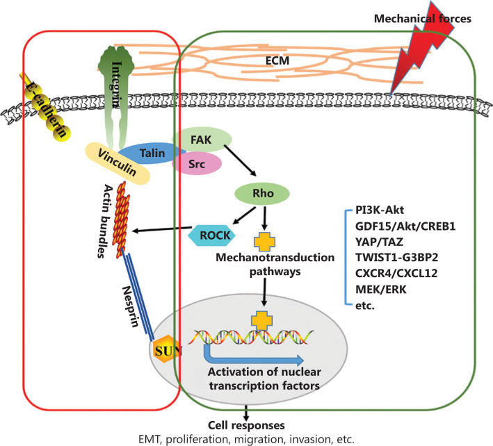 機(jī)械微環(huán)境在癌癥發(fā)生和進(jìn)展中的作用