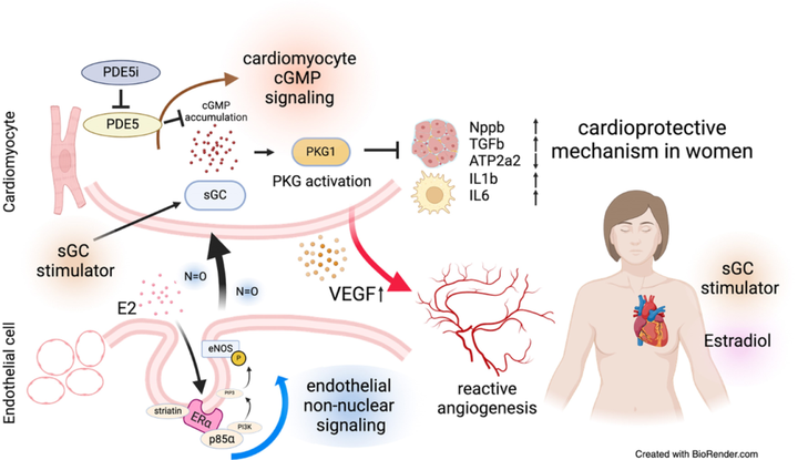 內(nèi)皮雌激素-心肌環(huán)磷酸鳥苷軸決定壓力超負(fù)荷期間的血管生成和心臟功能
