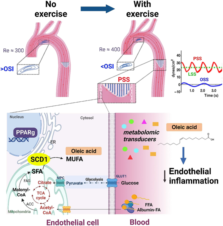 運(yùn)動可減輕血流再循環(huán)并激活代謝轉(zhuǎn)能器 SCD1 以催化血管保護(hù)性代謝物