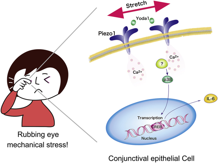 膜上皮細(xì)胞中機(jī)械感受器 Piezo1 通道介導(dǎo)的白細(xì)胞介素表達(dá)：將機(jī)械應(yīng)力與眼部炎癥聯(lián)系起來(lái)