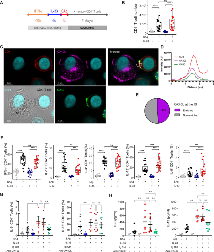 IL-33 介導(dǎo)的人肥大細(xì)胞以 OX40L 依賴性方式驅(qū)動 CD4+ 效應(yīng) T 細(xì)胞產(chǎn)生 IL-9