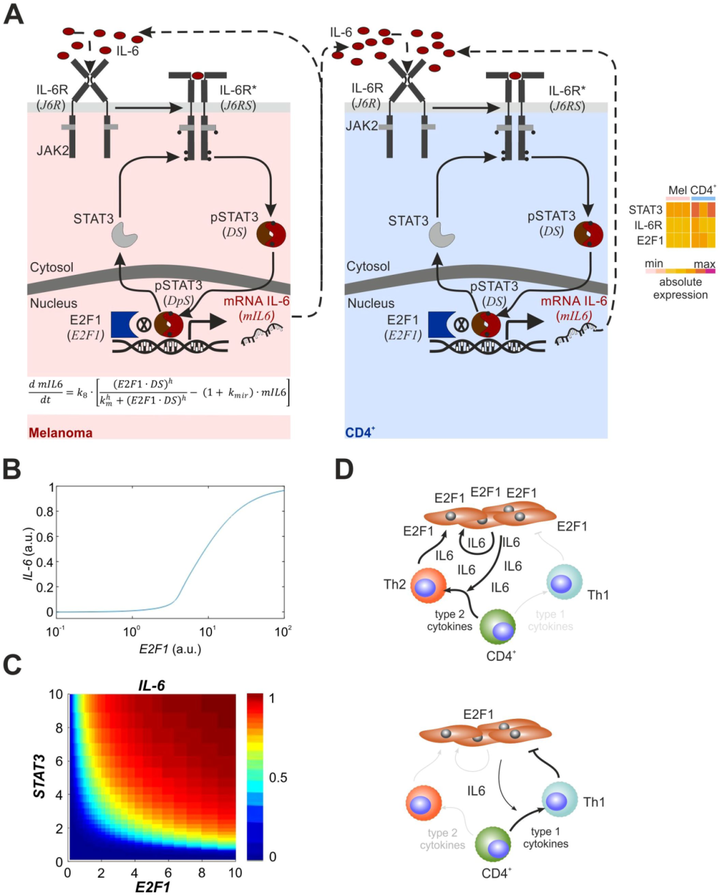 E2F1 誘導(dǎo)的自分泌 IL-6 炎癥循環(huán)介導(dǎo)癌癥免疫串?dāng)_，可預(yù)測(cè)T細(xì)胞表型轉(zhuǎn)換和治療反應(yīng)