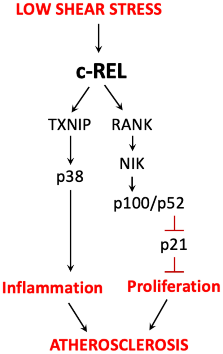 內(nèi)皮 c-REL 通過與 TXNIP-p38 和非經(jīng)典 NF-κB 通路的串?dāng)_在血流紊亂區(qū)域協(xié)調(diào)動脈粥樣硬化