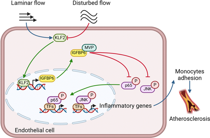 內(nèi)皮胰島素樣生長因子結(jié)合蛋白6（IGFBP6）抑制血管炎癥和動脈粥樣硬化