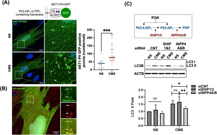 I 類磷脂酰肌醇3-激酶（PI3Ks）激活小梁網(wǎng)細(xì)胞中拉伸誘導(dǎo)的自噬