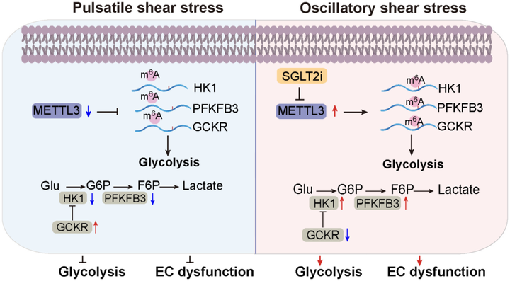 甲基轉(zhuǎn)移酶3（METTL3）介導(dǎo)動脈粥樣硬化易發(fā)性血流誘導(dǎo)的內(nèi)皮細(xì)胞糖酵解