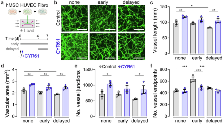 血管生成誘導(dǎo)因子61（CYR61）遞送促進(jìn)骨折修復(fù)過程中的血管生成