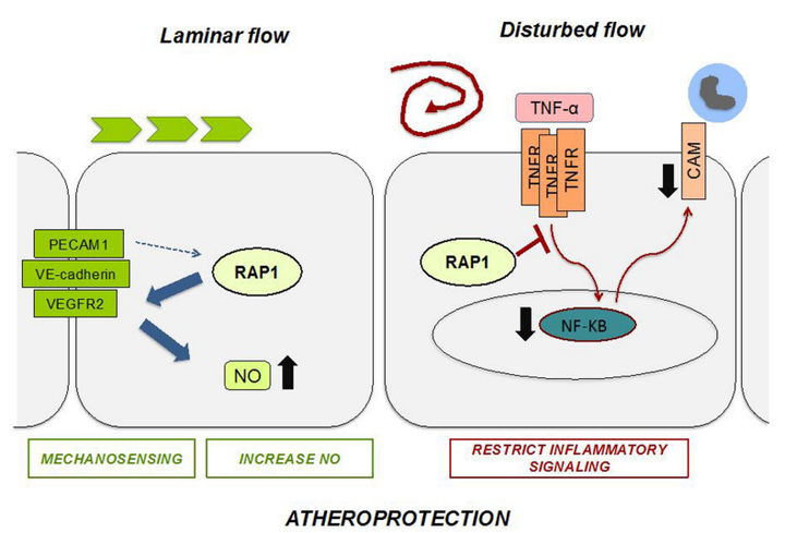 內(nèi)皮細(xì)胞中的 Rap1 可限制炎癥信號(hào)傳導(dǎo)，從而抑制動(dòng)脈粥樣硬化的進(jìn)展